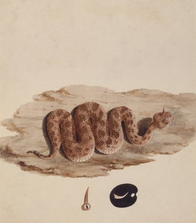 Cerastes: Number One (a Snake) by Luigi Balugani